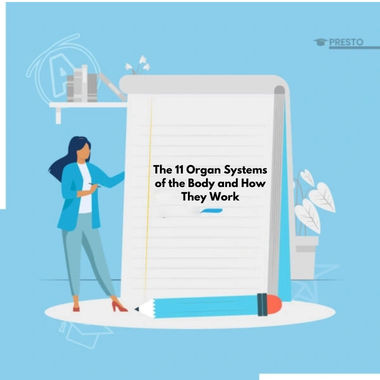 The 11 Organ Systems of the Body and How They Work